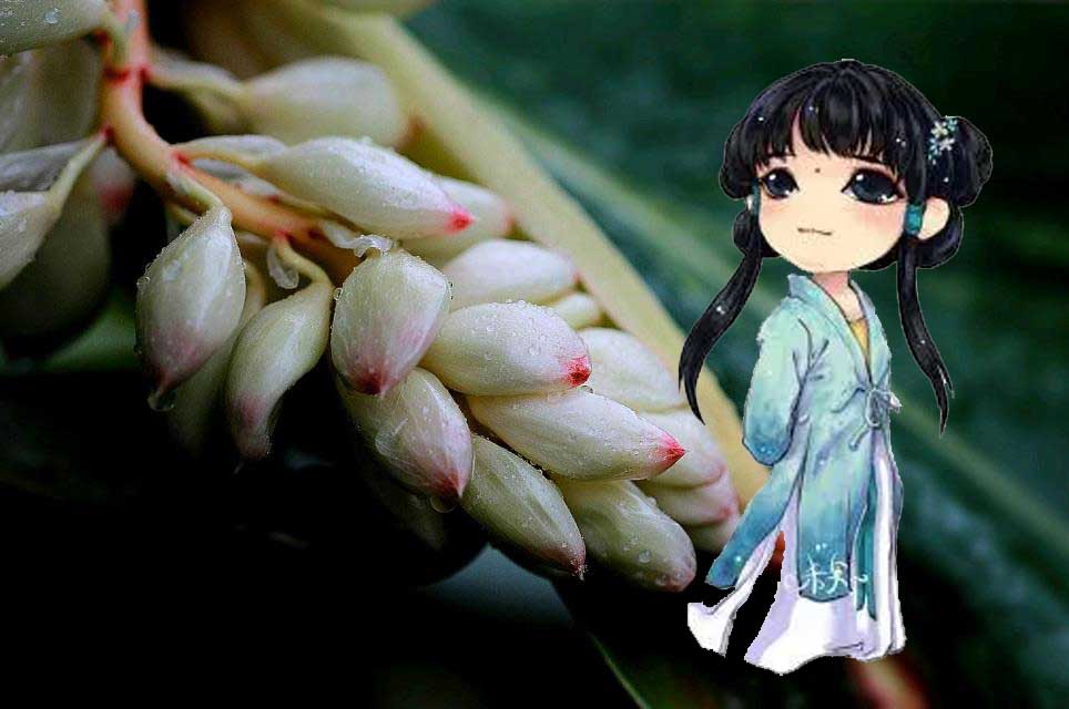 豆蔻年华指的是几岁