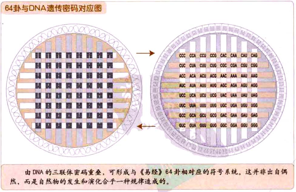 易经与现代遗传学