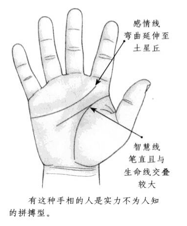 智慧线笔直且与生命线相互重叠，感情线形状弯曲，延伸至土星丘部位 ...