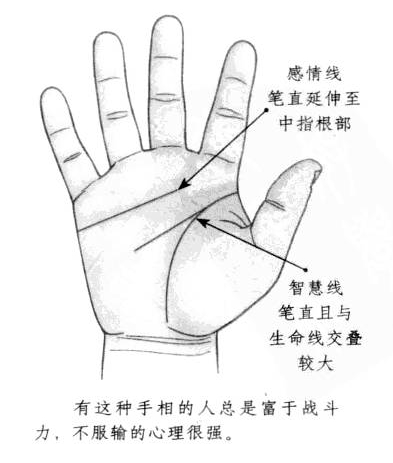 感情线弯曲延伸至中指根部，智慧线笔直，且与生命线的重叠部位多 ...