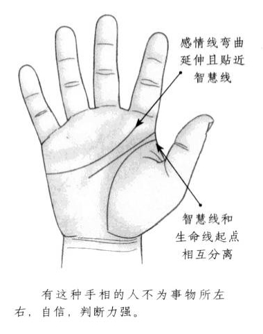 感情线弯曲延伸且贴近智慧线，智慧线和生命线起点相互分离 ...