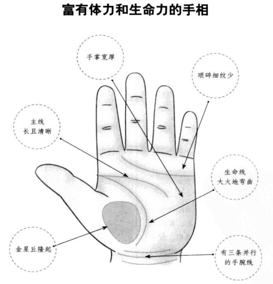 什么样的手相提示生命力旺盛?