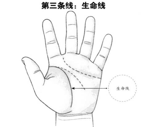 生命线：反映人体的活力程度精力是否旺盛