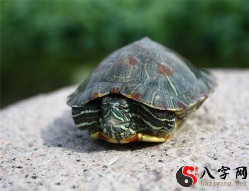 梦见自己是王八