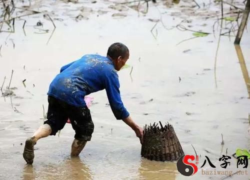梦见在田沟里抓鱼