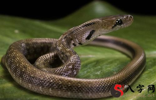 梦见毒蛇咬自己