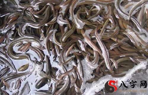 梦见自己在吃黄鳝