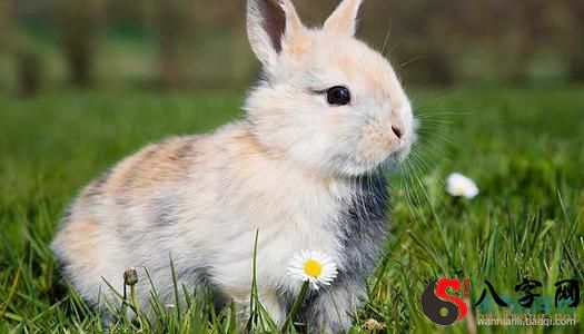 梦见兔子在原野奔跑