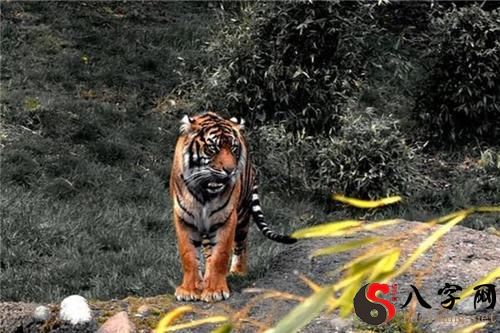 梦见老虎咬别人