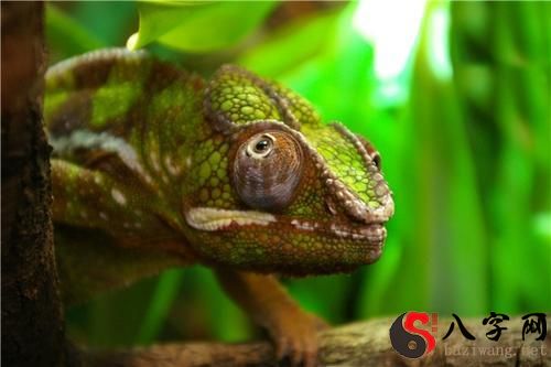 梦见被变色龙咬