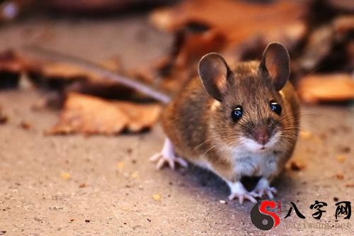 梦见很大的老鼠