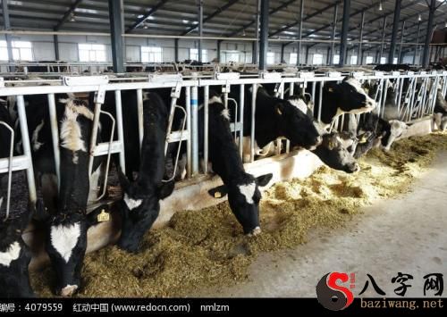 梦见好多牛圈在一起