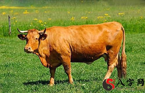 梦见黄牛会说话