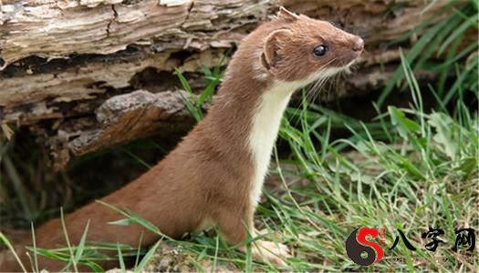 梦见黄鼠狼咬自己