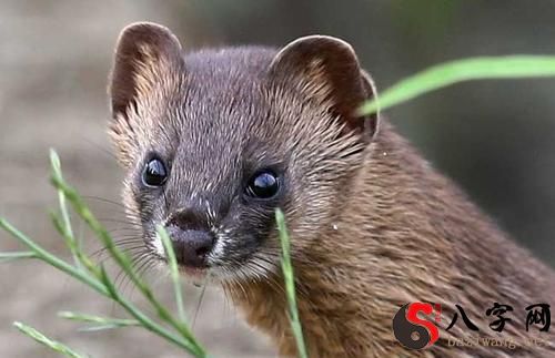 梦见黄鼠狼进家