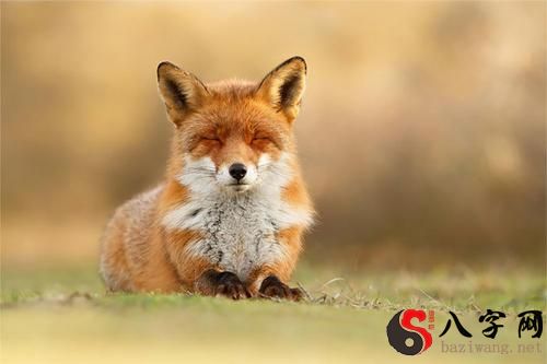 梦见狐狸在窗外