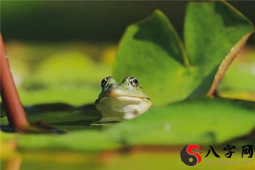 梦见地上到处都是青蛙