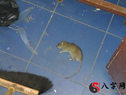 梦见和别人一起打老鼠