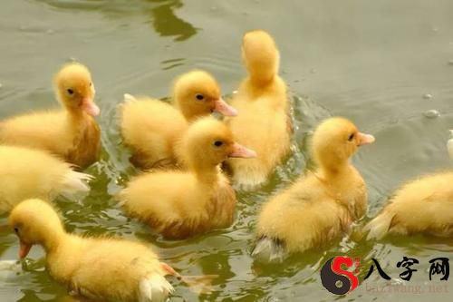 梦见送我很多小鸭子