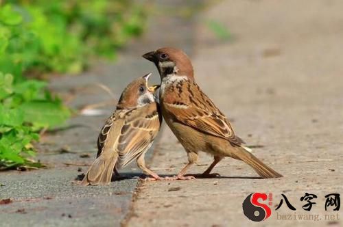 梦见掐死两只麻雀