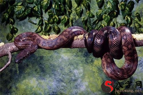 梦见自己被大蟒蛇吞