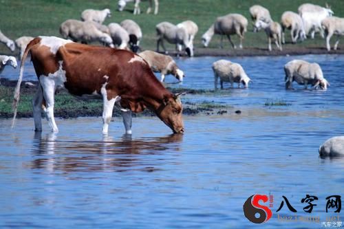 梦见牛喝水