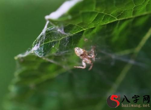梦见蜘蛛在妈妈身上爬