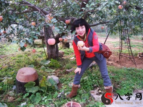 梦见从树上摘果子