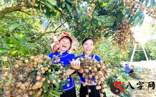 梦见在树上摘果子