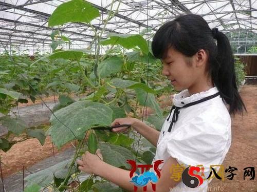 梦见自己摘黄瓜