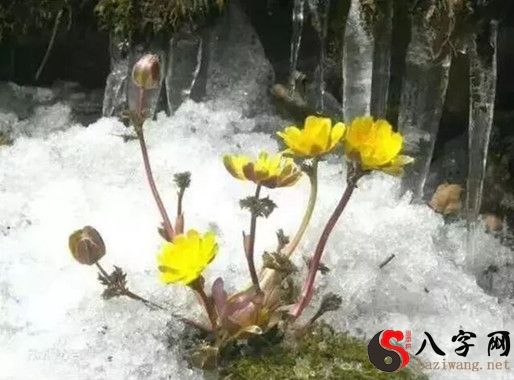 梦见坟墓顶上开花