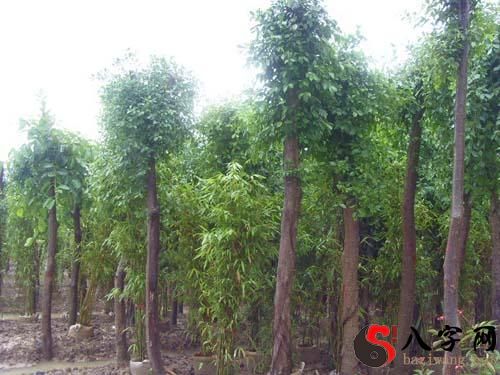 梦见大树边上长小树苗