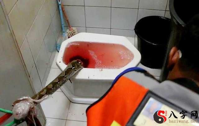 梦见厕所里面都是屎